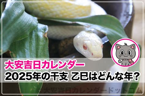 2025年 蛇年|2025年の干支 乙巳（きのとみ）はどんな年？｜大安吉日カレン 